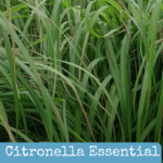 Citronella Important Oil Advantages for the Open air