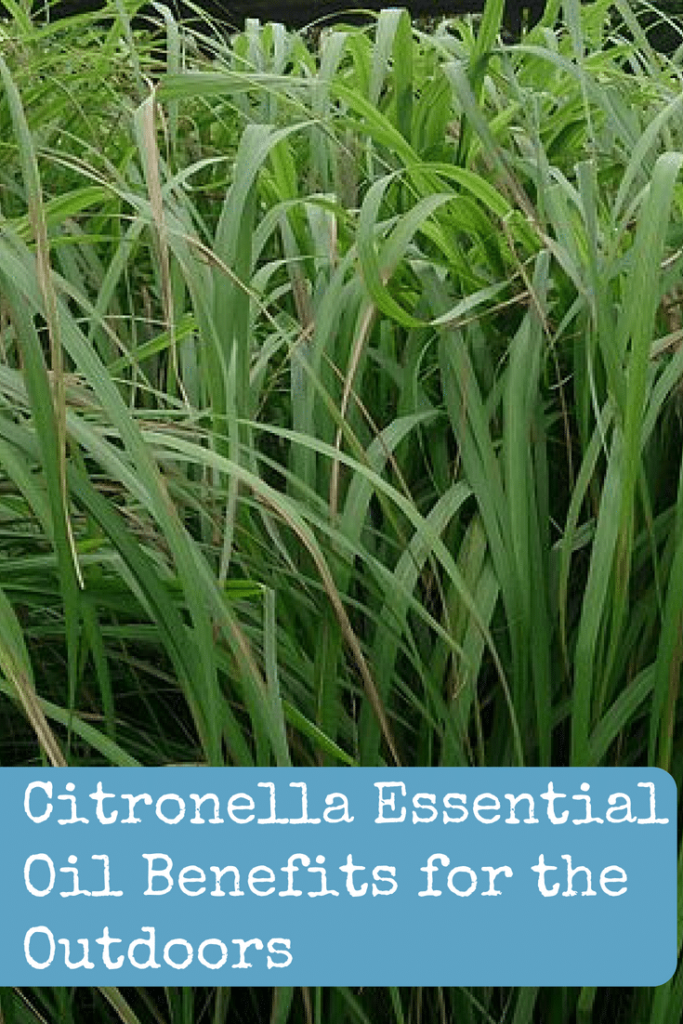 Citronella Important Oil Advantages for the Open air