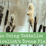 Information to Utilizing Cattails: A Survivalist’s Dream Plant