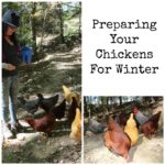 Getting ready Your Chickens For Winter