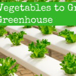 What to Develop in a Greenhouse? Finest Veggies to Develop Yr-Spherical
