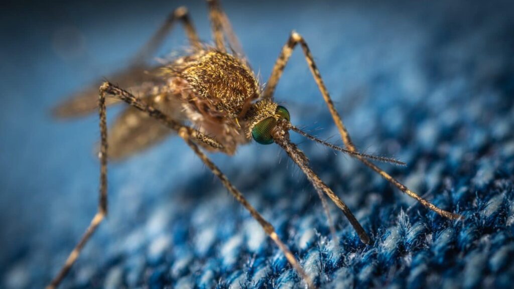 DIY Mosquito Traps for the Residence and Homestead