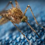 DIY Mosquito Traps for the Residence and Homestead
