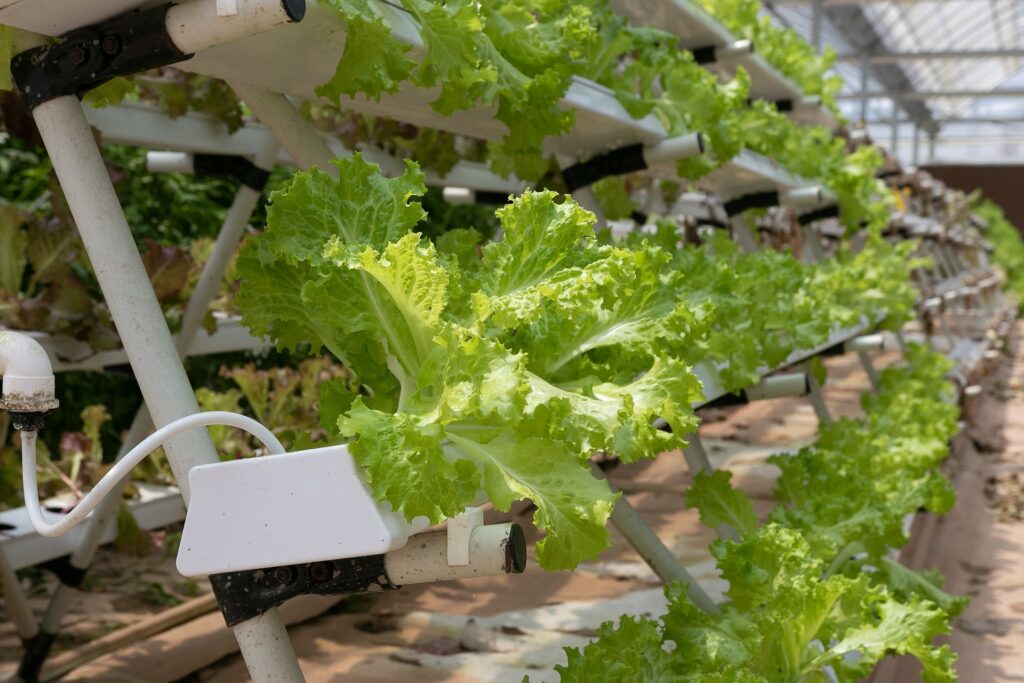 Aquaponics vs Hydroponics – Backdoor Survival