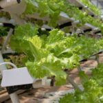 Aquaponics vs Hydroponics – Backdoor Survival